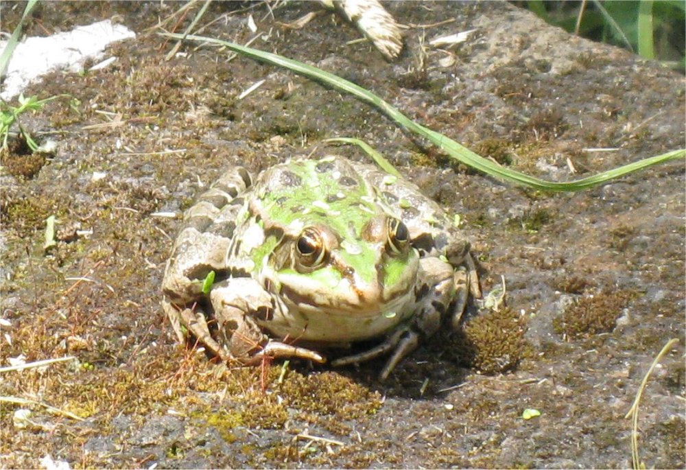 Identificazione rane - Pelophylax sp. (prov. Grosseto)